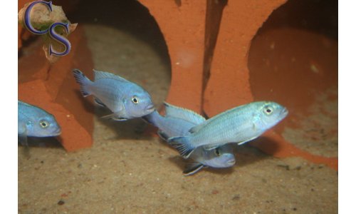 Pseudotropheus socolofi